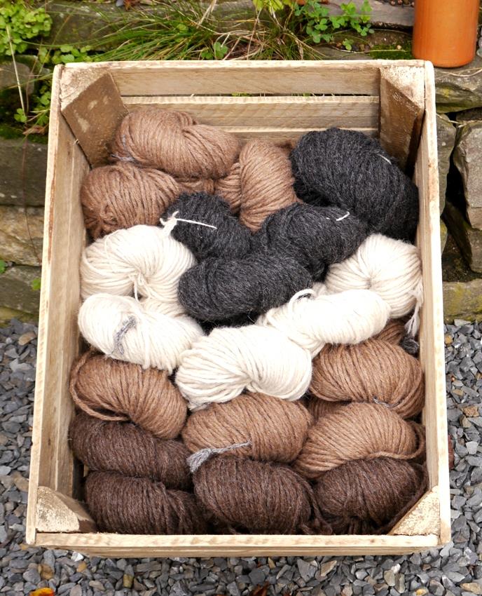 neuewolleimhofladen1 Alpakas des Westens