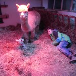 Erstes Fohlen 2017, ADW Frianna, 6,6 kg Geburtsgewicht