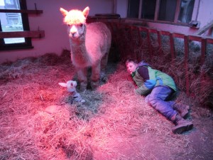 Erstes Fohlen 2017, ADW Frianna, 6,6 kg Geburtsgewicht