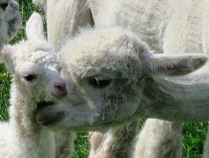 Alpakas-des-Westens-Alpakaherde