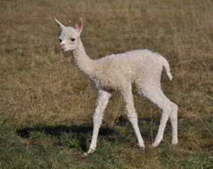 Erstes Fohlen 2017, ADW Frianna, 6,6 kg Geburtsgewicht