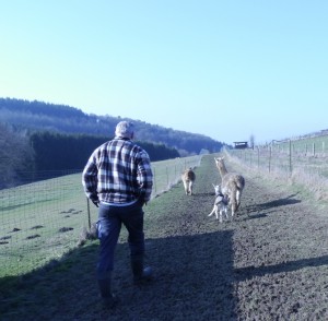 Erstes Fohlen 2017, ADW Frianna, 6,6 kg Geburtsgewicht