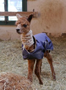 erste-fohlengeburt-in-2016-2