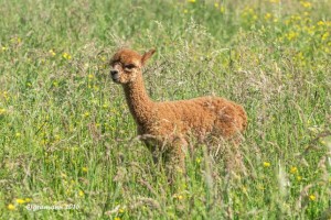 Alpakas-des-Westens-Manhattans-Lamborghini